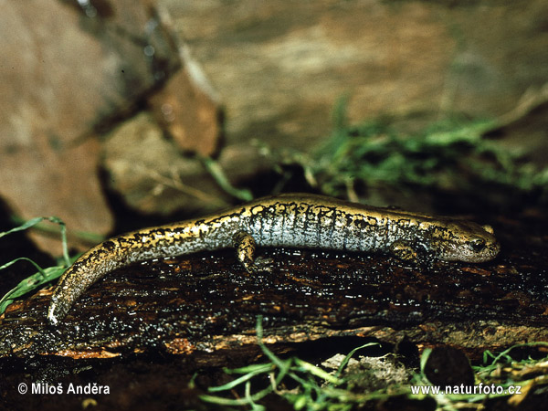 Siberian Salamander (Salamandrella keyserlingii syn. Hynobius keyserlingii)